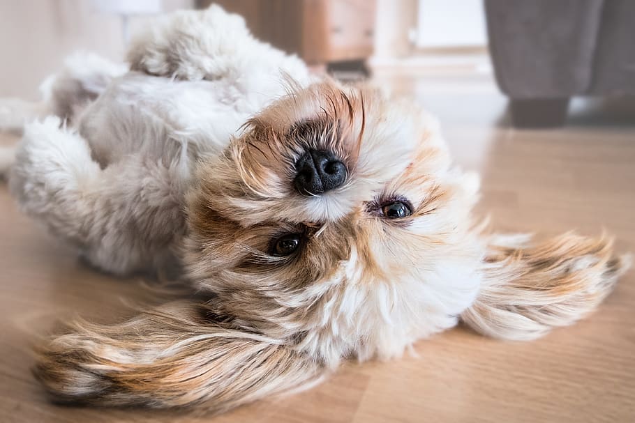 adult white and tan shih tzu lying down on floor, dog, lhasa apso