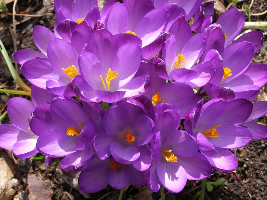 purple, flower, crocus, flowering plant, freshness, beauty in nature HD wallpaper