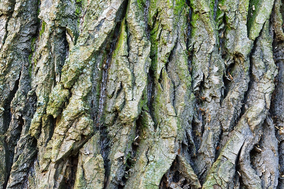 bark, tree, wood, background, dry, forest, old, pine, plant HD wallpaper