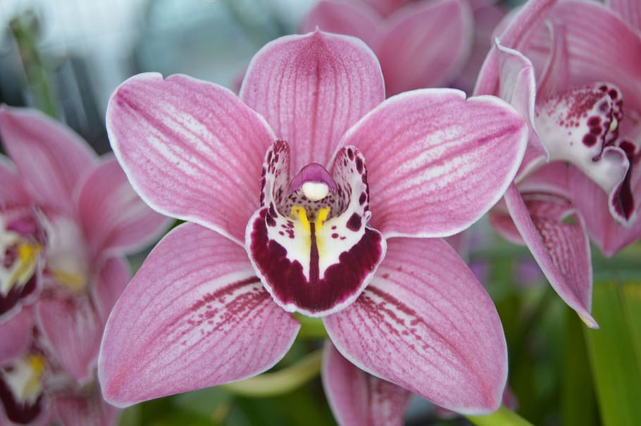 orchids, pink, flower, bloom, elegant, petal, zen, bud, plant HD wallpaper