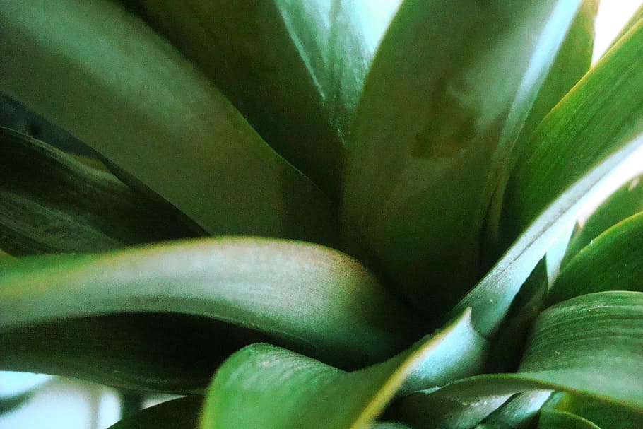 Pineapple, Top, Tropical, Fruit, Greenery, pineapple top, tropical fruit HD wallpaper