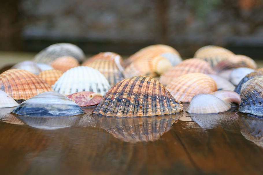 shells, sea, ocean, nature, sea shell, seashell, beach, marine HD wallpaper