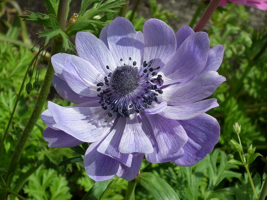closeup photo of purple petaled flower, anemone, blue, spring HD wallpaper