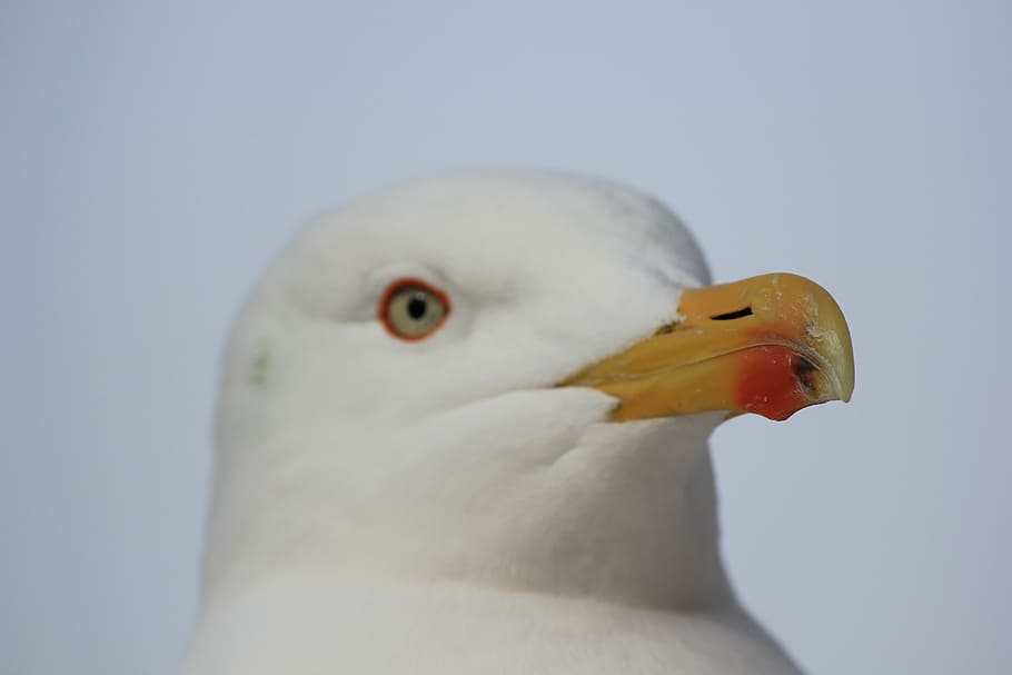 gull, bill, bird, animals, animal themes, one animal, animal wildlife HD wallpaper