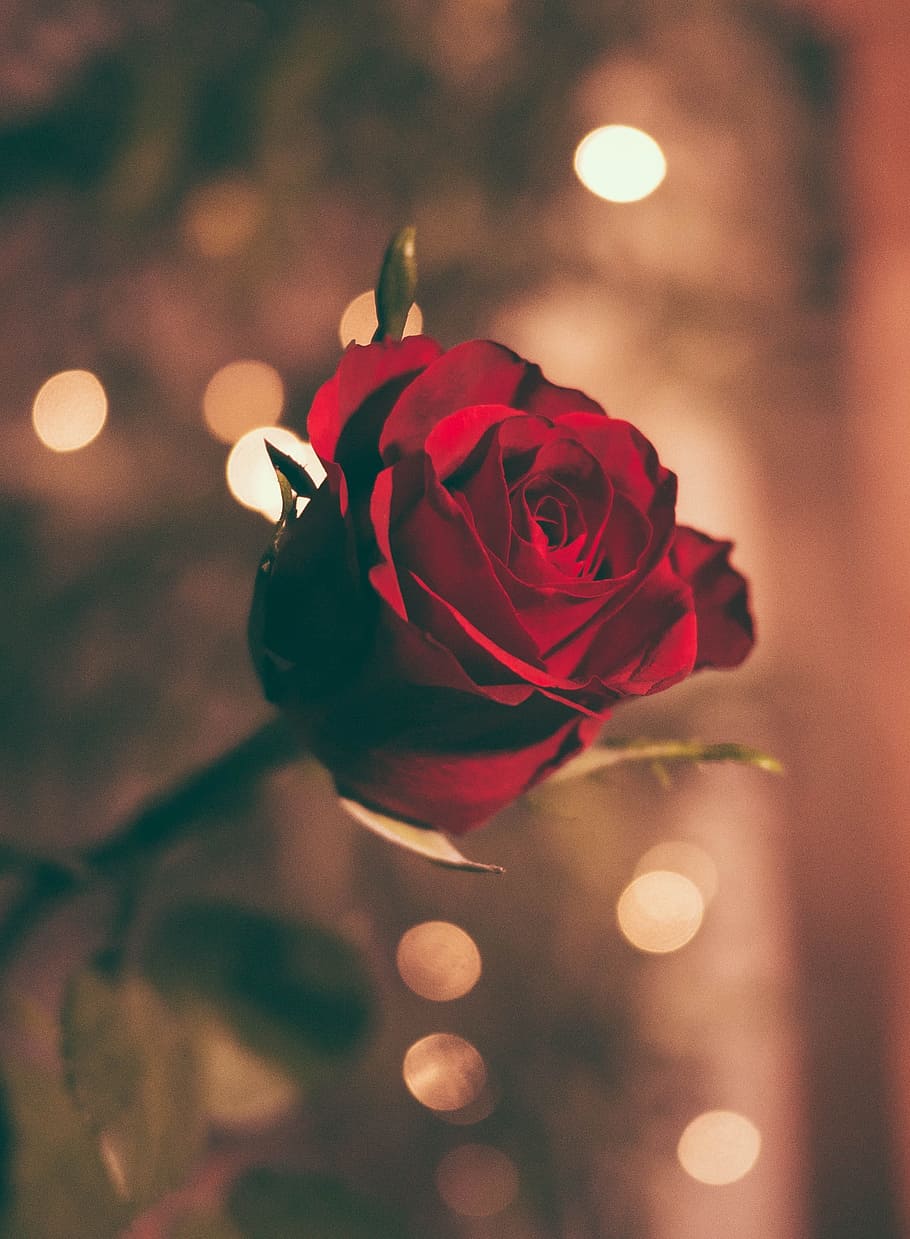 flower, red, petal, bloom, garden, plant, nature, autumn, fall HD wallpaper