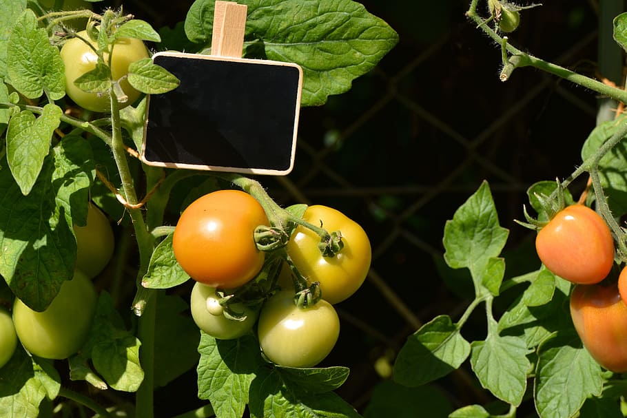 Tomato, Shrub, Mature, Harvest, tomatoes, tomato shrub, garden, HD wallpaper