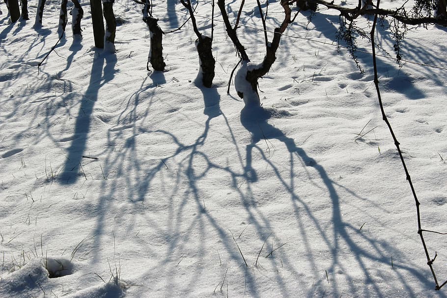 vineyards, snow, shadow, winter, cold temperature, sunlight HD wallpaper