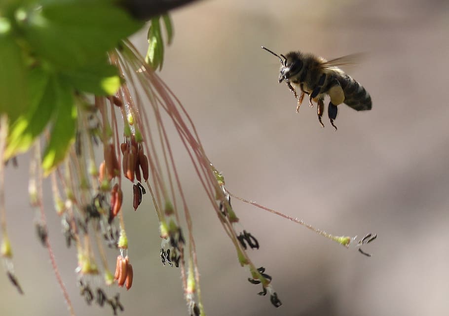 bee, flight, pollination, insecta, nature, spring, animal wildlife HD wallpaper