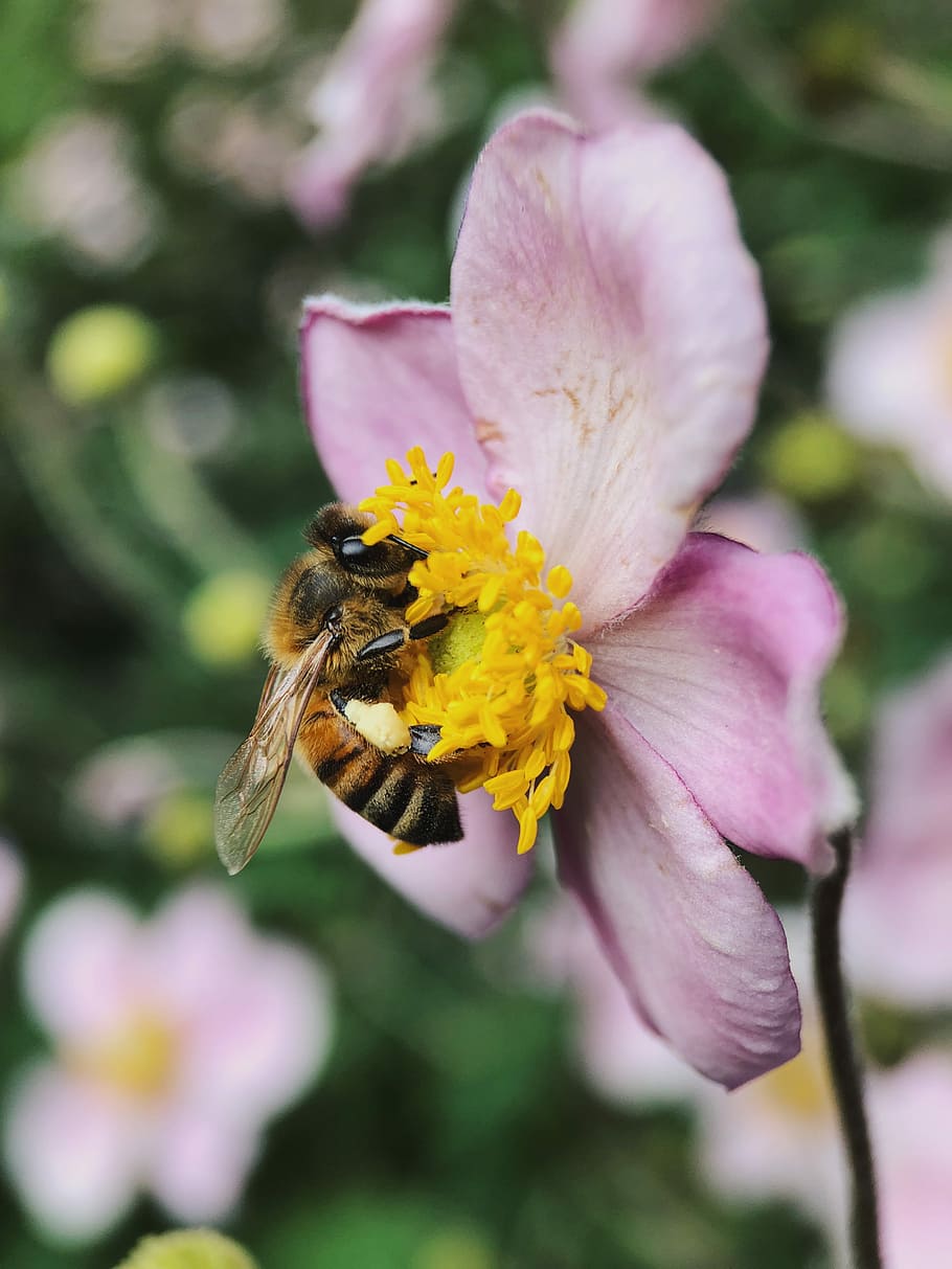 shallow focus photography of bee on pink petal flower, brown bee on pink and yellow flower HD wallpaper