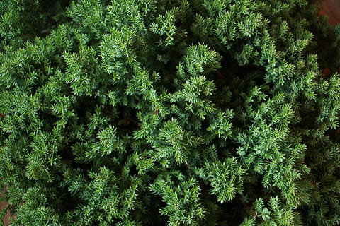 flora, leaf, nature, spice, aromatic, juniper, juniperus, procumbens HD wallpaper