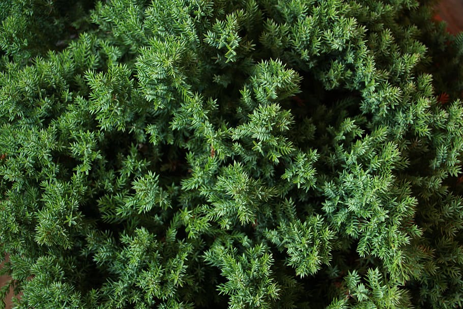 Juniperus 1080P, 2K, 4K, 5K HD wallpapers free download | Wallpaper Flare