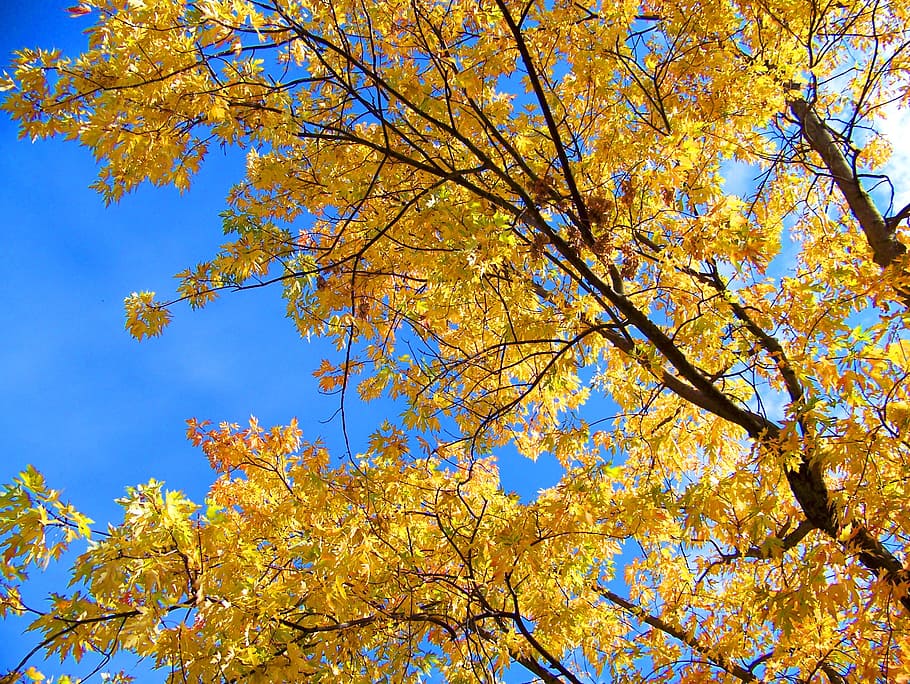 autumn, tree, branches, golden, yellow, leaves, fall, seasons HD wallpaper