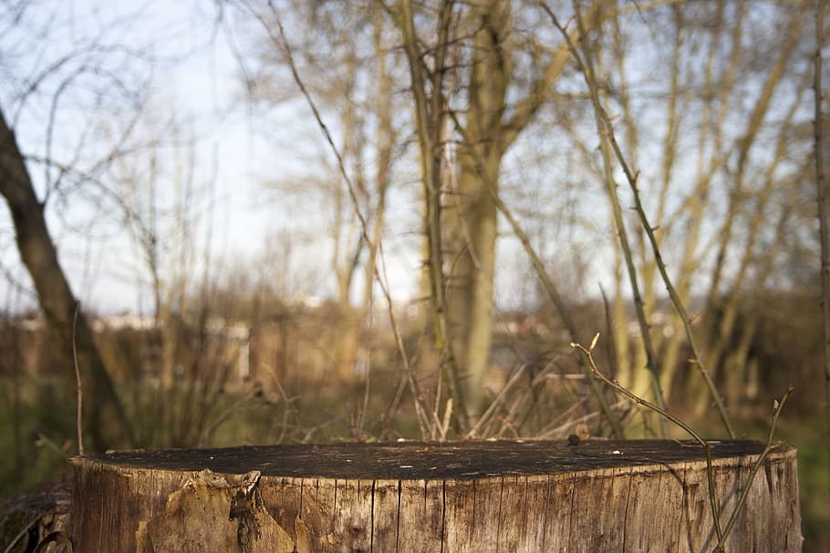 Tree Stump, Forest, Undergrowth, Nature, environment, landscape HD wallpaper