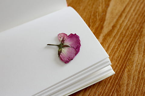 close up photo on purple petaled flower on book page, rose HD wallpaper