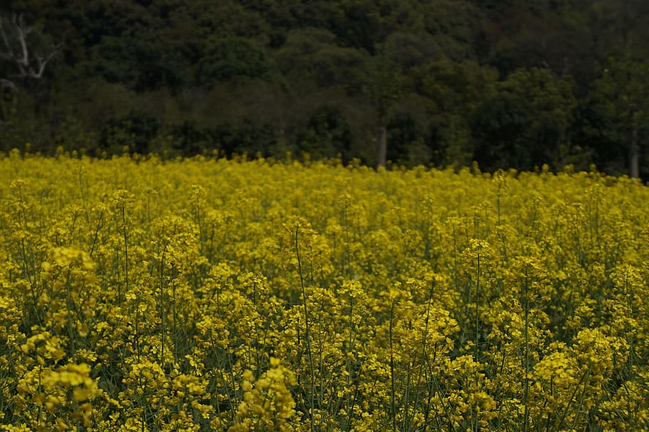 home, ye tian, rape, yellow, flower, plant, beauty in nature HD wallpaper