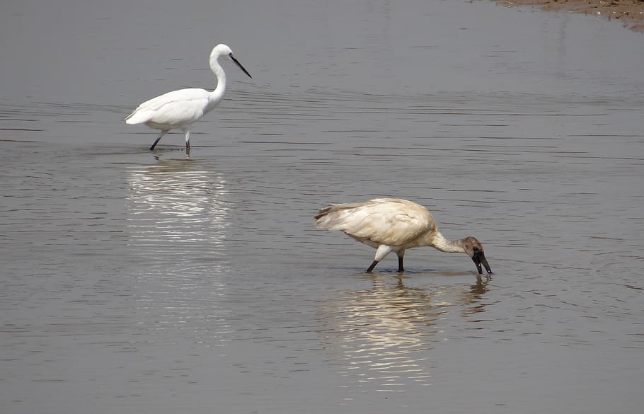 HD wallpaper: ibis, white ibis, egret, bird, wildlife, fauna, feeding ...