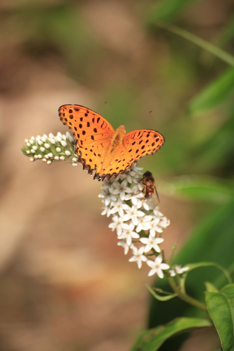 bug, butterfly, insect, bee, flowers, green, white flowers HD wallpaper