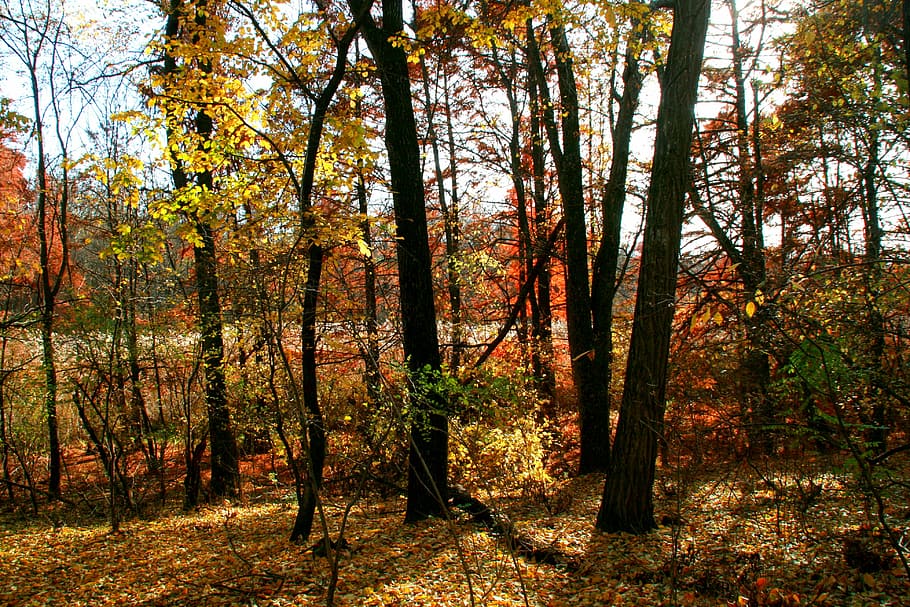 Autumn, Forest, Leaves, Tree, red, yellow, landscape, nature HD wallpaper