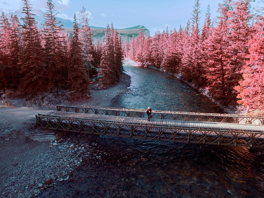 River Landscape with pink trees in Jasper National Park, Alberta, Canada, HD wallpaper