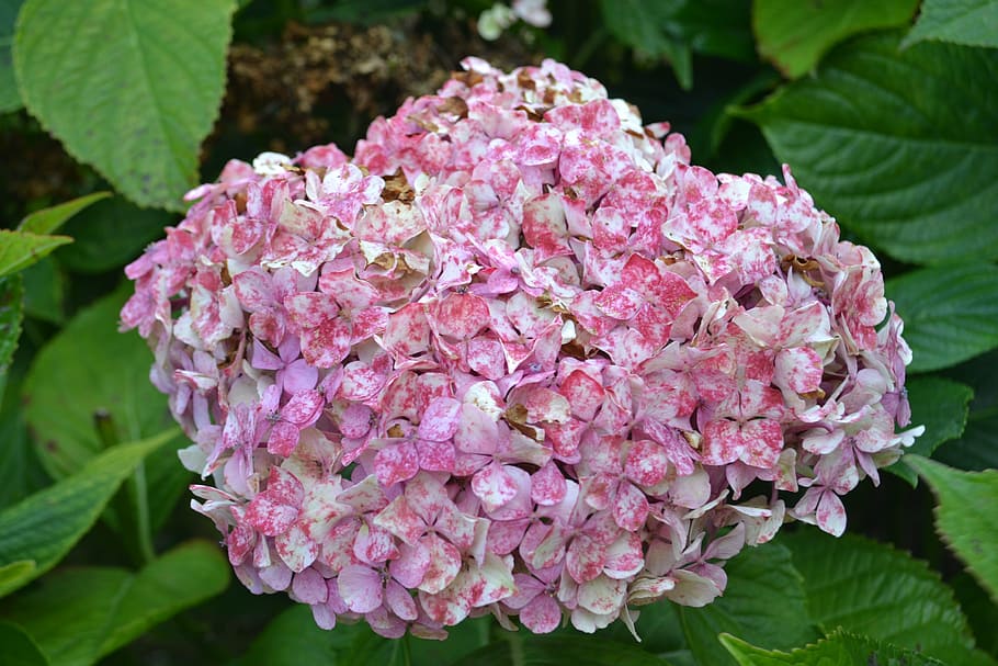 hortensia, withered, flower, flowering plant, beauty in nature HD wallpaper