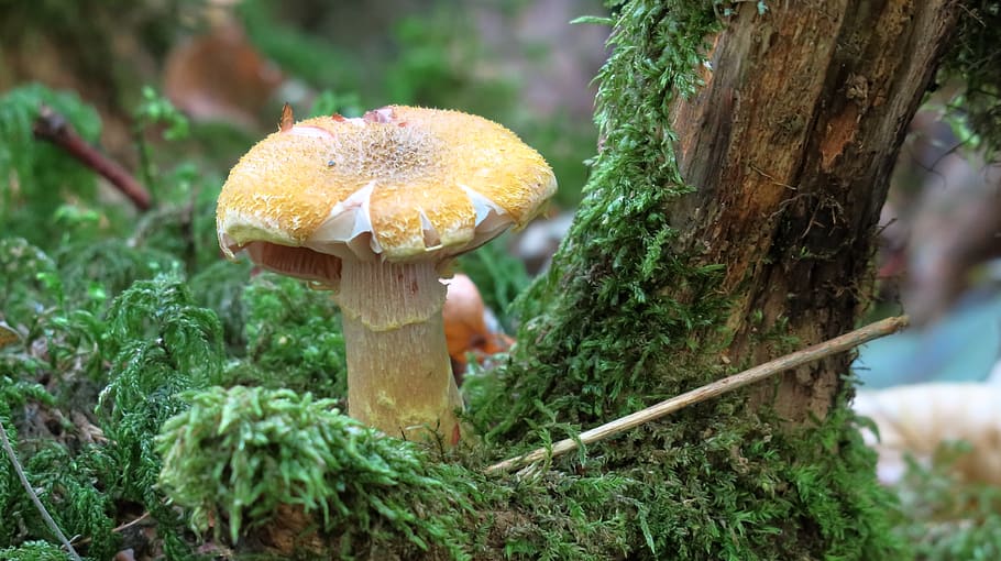 forest mushroom, moss, screen fungus, autumn, log, plant, growth, HD wallpaper
