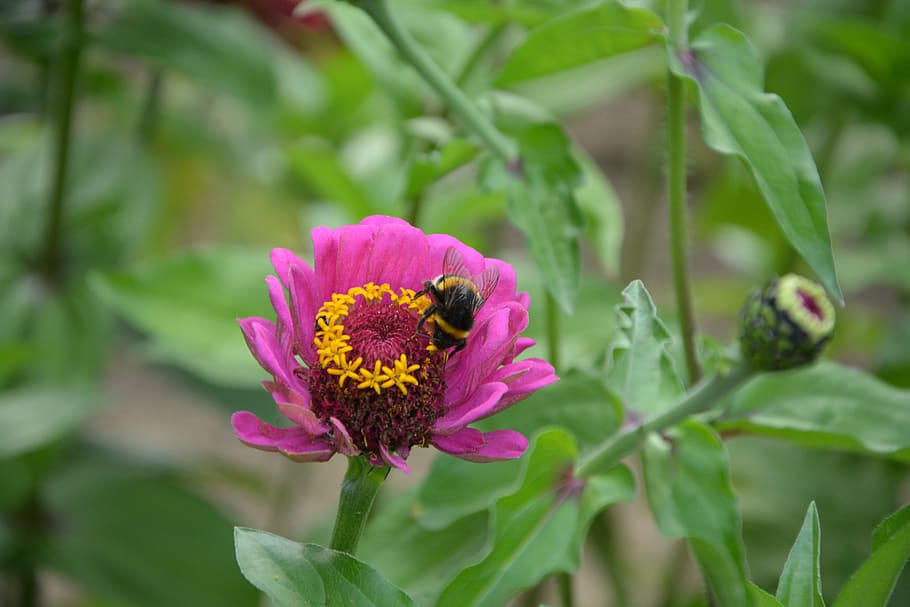 bees, insect, flower, forage, garden, nature, flowering plant HD wallpaper