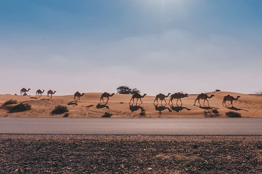 camel walking on the desert, camel falling in line walking along the road HD wallpaper