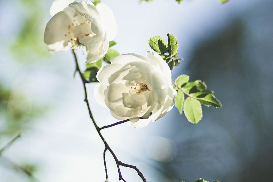 White Flowers, bloom, blossom, close-up, flora, macro, nature HD wallpaper