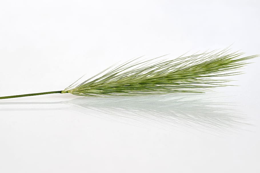 kłos, corn, grass, false, dashing, single, the background HD wallpaper