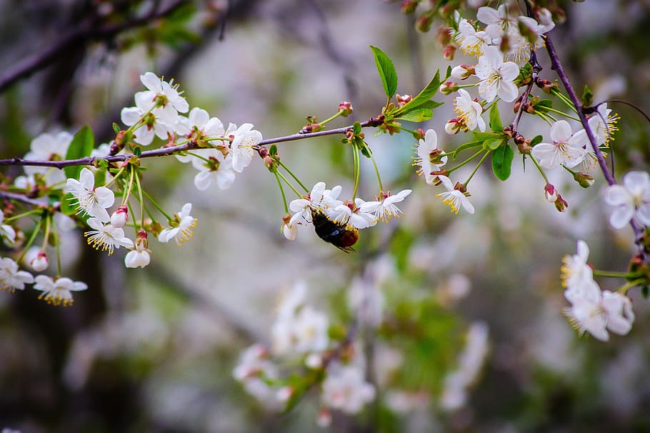 Cherry, Spring, Spring, Cherry, Cherry Blossoms, Sakura, white flowers HD wallpaper