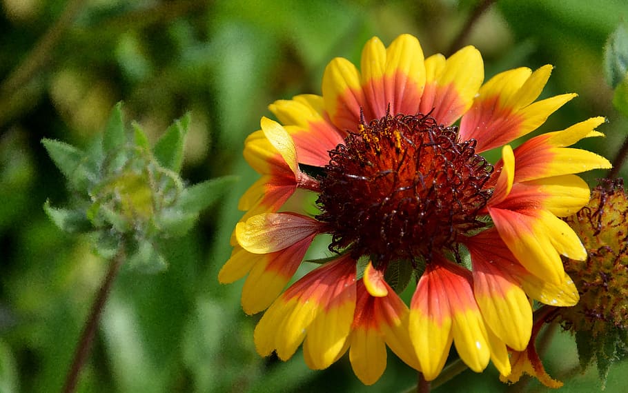 flower, summer, yellow, flowering plant, petal, fragility, freshness HD wallpaper
