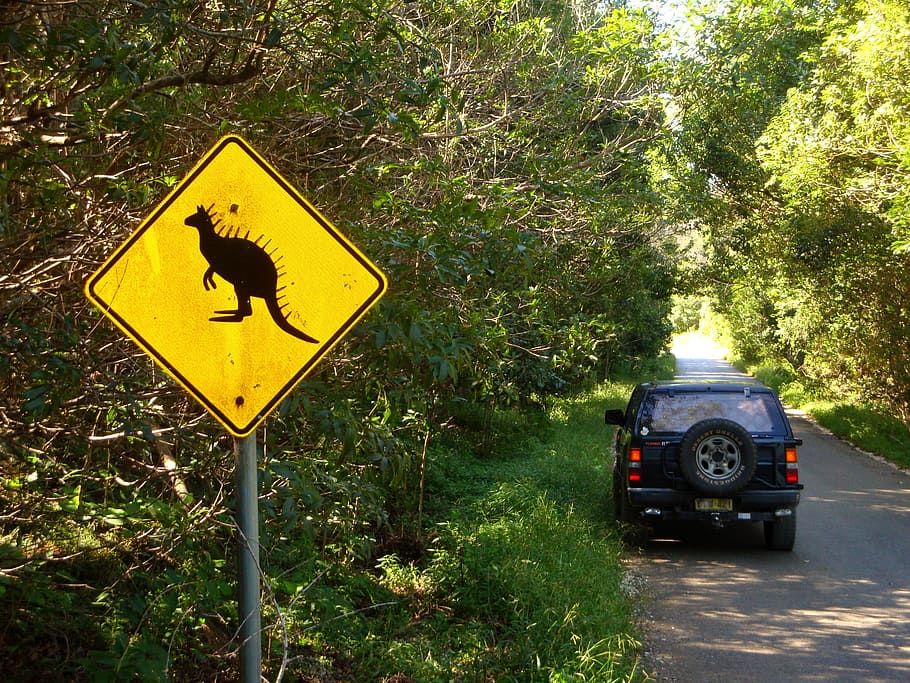 kangaroo signage near blue SUV parked between trees during daytime, HD wallpaper