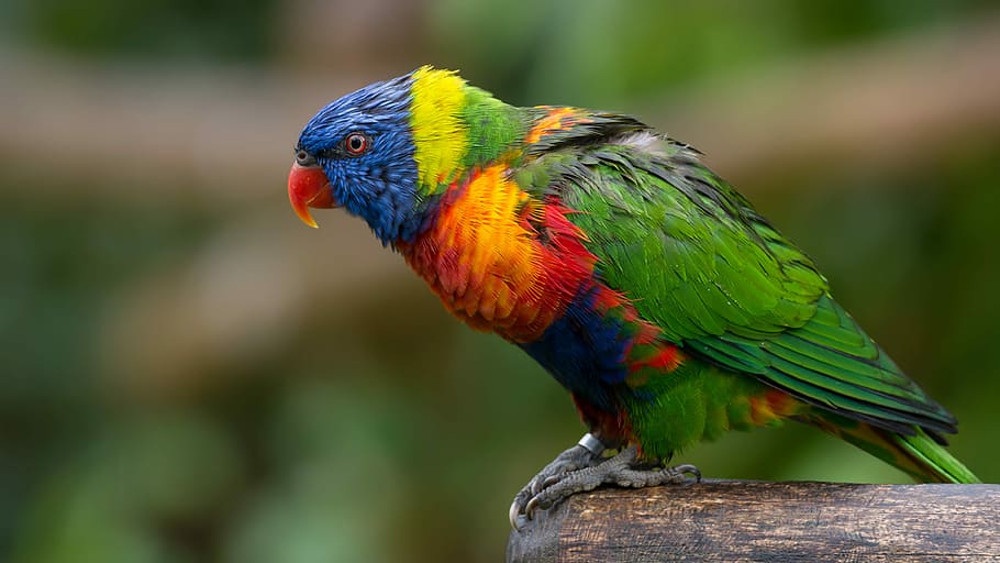 selective focus photography of green, red, and blue short-beak bird perching on wood log HD wallpaper