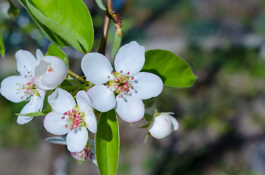 flowers, tree, nature, spring, blooming, branch, white, fragility HD wallpaper