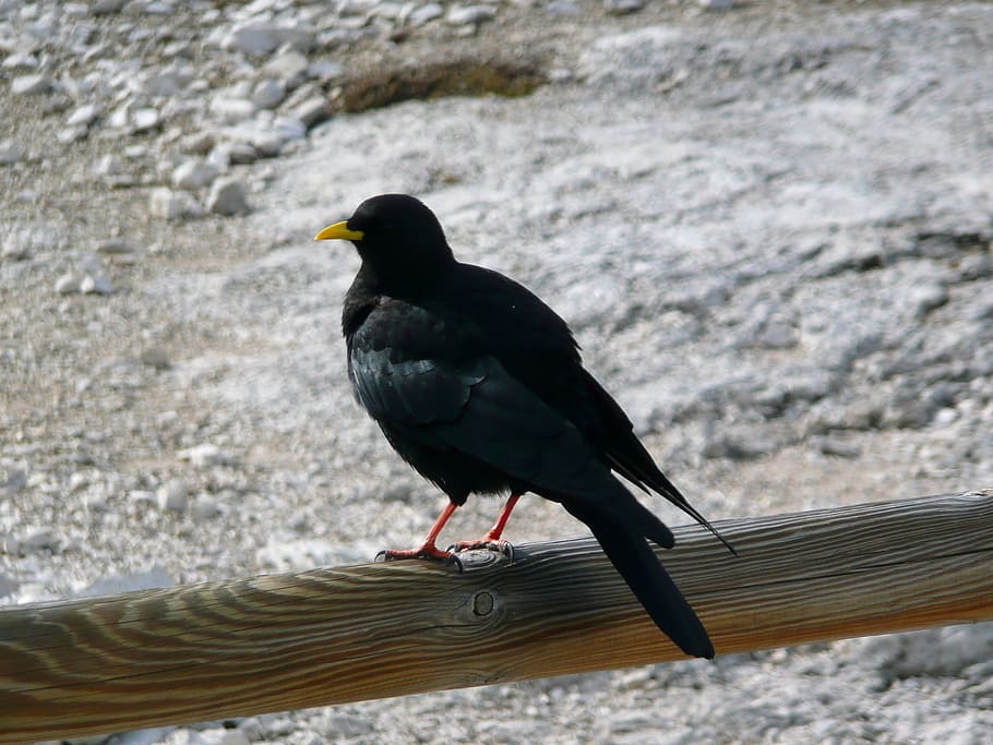 crow, mountain, yellow beak, animal wildlife, animal themes HD wallpaper