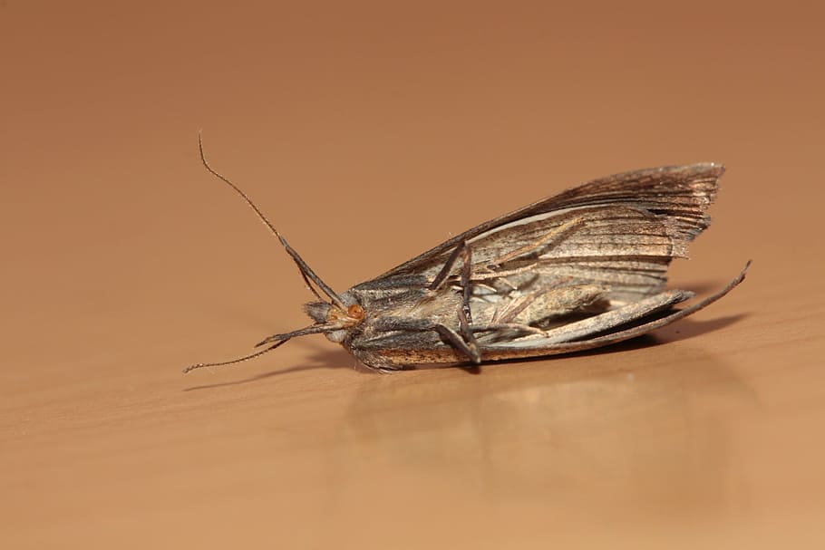 motte, eyes, wing, probe, insect, macro, furry, hairy, moth HD wallpaper