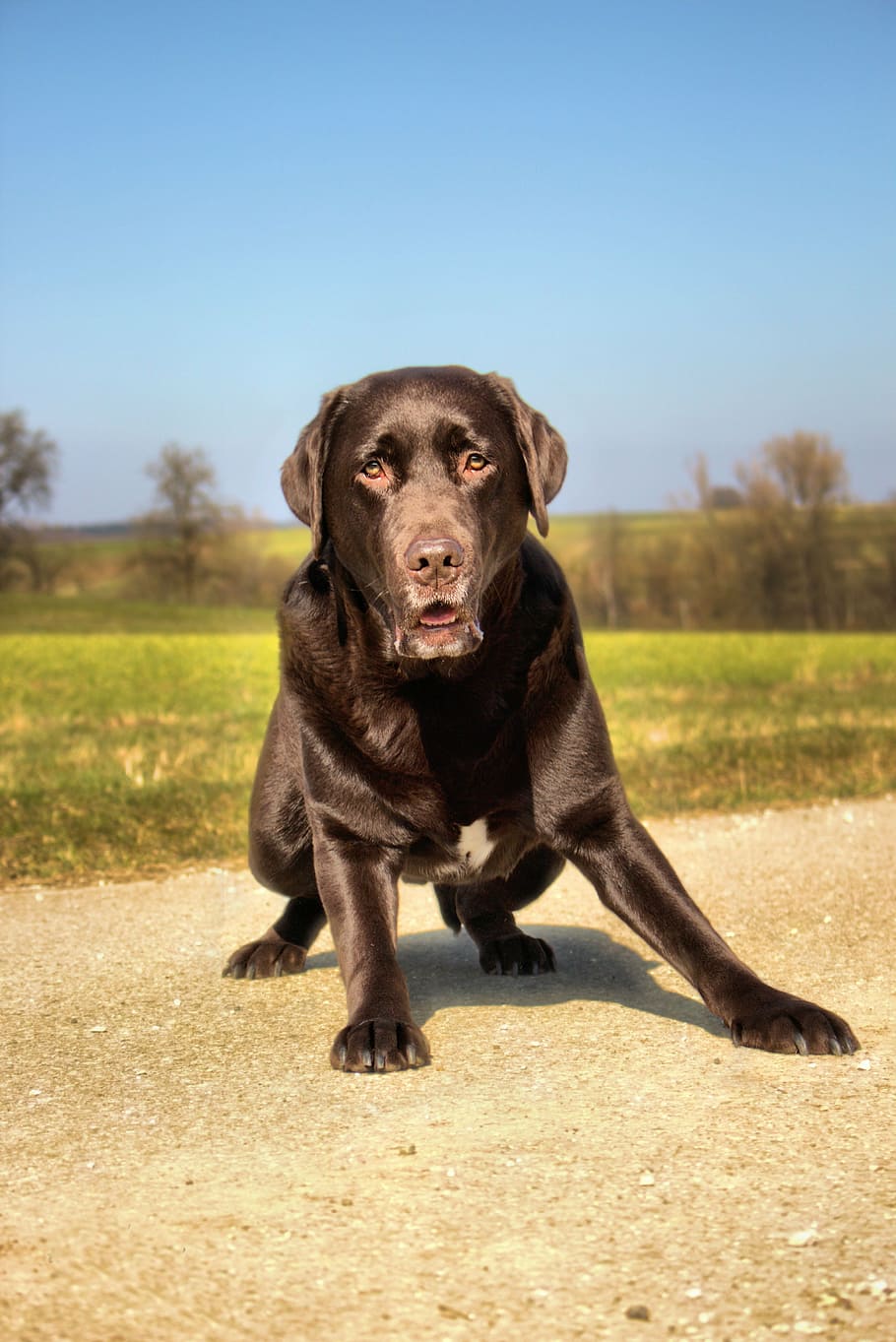 dog, pet, labrador, one animal, canine, mammal, pets, animal themes HD wallpaper