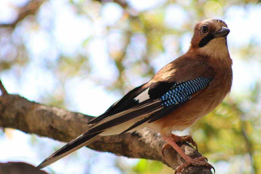 close-up photography of Eurasian jay perching on branch, bird HD wallpaper