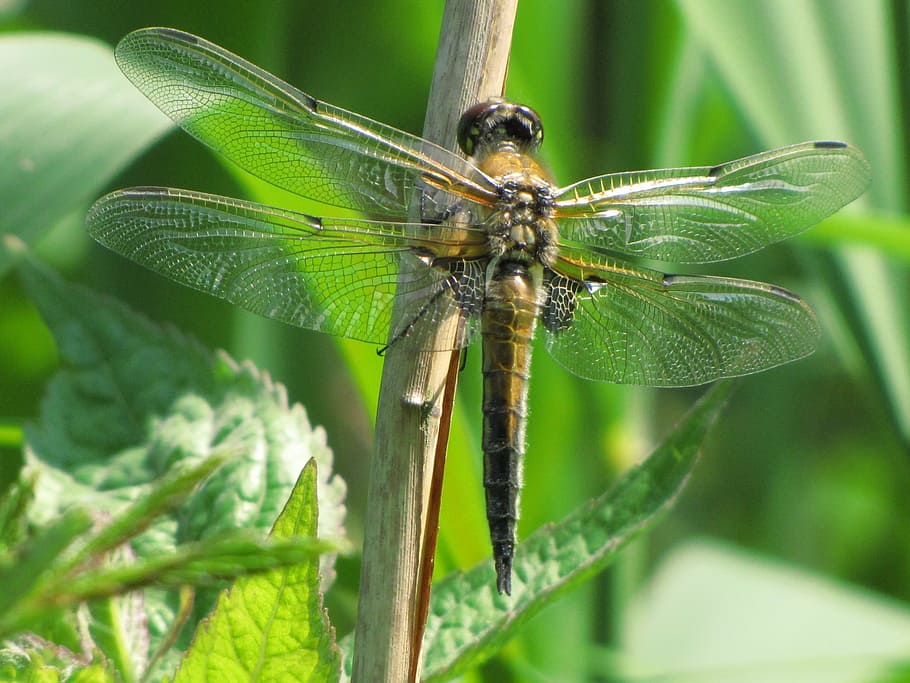 dragonfly, brown, insect, animal, animals, macro, nature, wildlife HD wallpaper