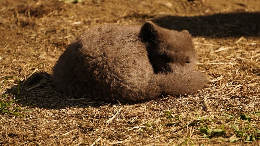 arctic fox, iceland, sleeping, animal, farm, mammal, agriculture HD wallpaper