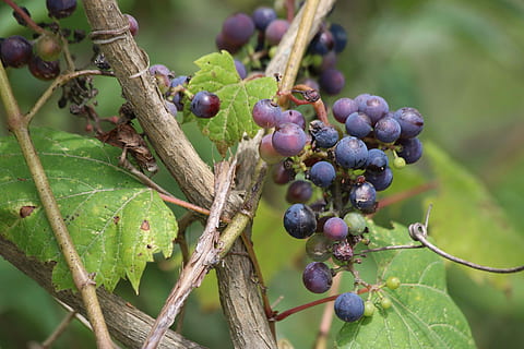 fruit, nature, food, leaf, tree, vine, agriculture, flora, outdoors HD wallpaper