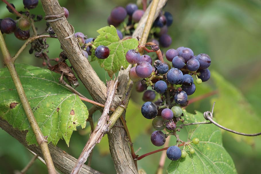 fruit, nature, food, leaf, tree, vine, agriculture, flora, outdoors HD wallpaper