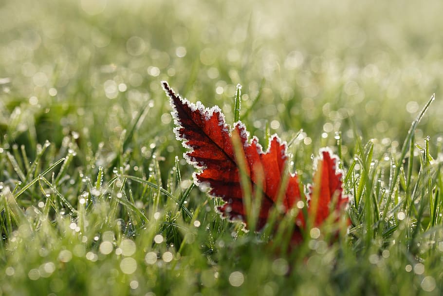 red leafed plant on grass field, nature, autumn, dew, wet, frost
