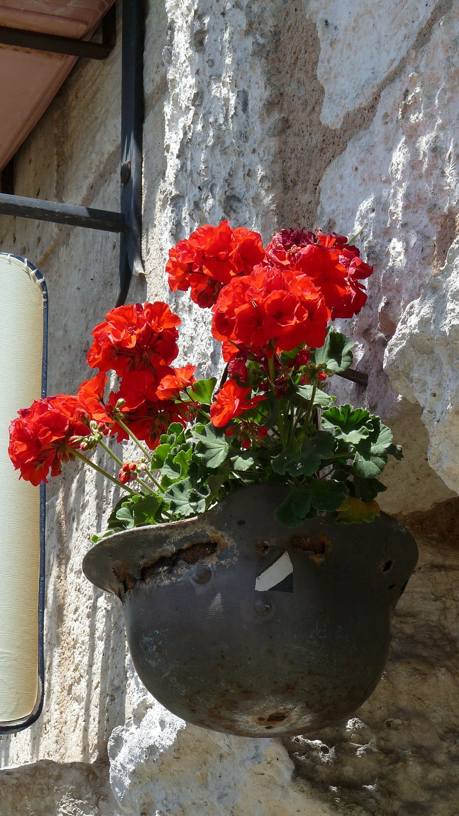 peace, helmet, geranium, flowering plant, nature, red, freshness HD wallpaper