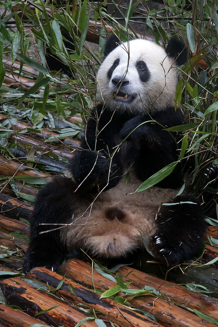 panda under green leafed plant, Giant Panda, Panda, Bear, White HD wallpaper