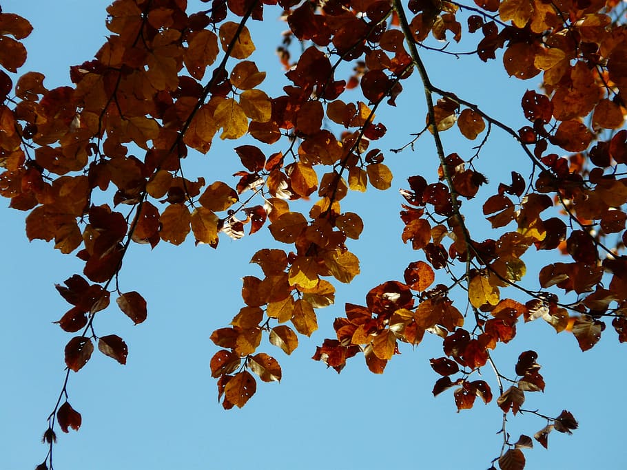 Beech, Fagus Sylvatica, Forest, autumn, october, leaves, golden, HD wallpaper