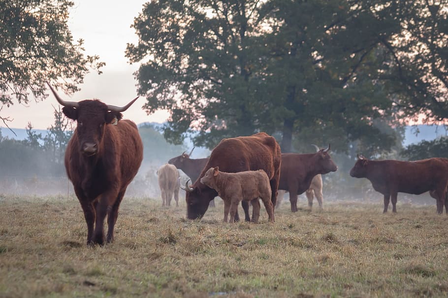 cow, morning, mist, close, salers, cantal, auvergne, mammal HD wallpaper