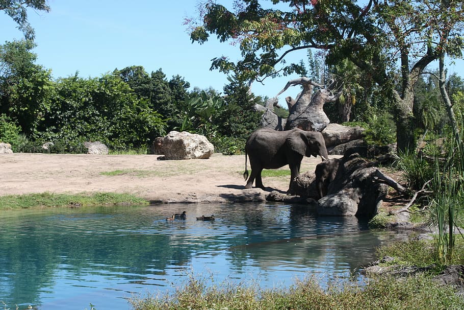 elephant, nature, water, summer, leaves, reflection, lake, african HD wallpaper
