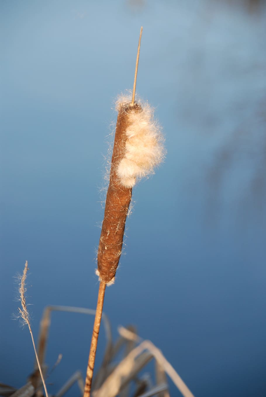 Reed, Dry, Plant, nature, outdoors, no people, day, close-up HD wallpaper