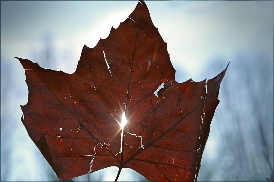 leaf, light, sky, leaves, sun, nature, autumn, shadow, bright HD wallpaper